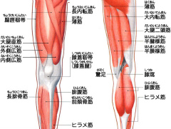 脚の筋肉の緊張と硬縮は腰痛の原因