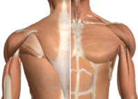 肩周辺の筋肉の緊張と硬縮