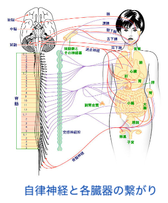 自律神経と各臓器の繋がり